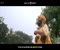 Khachar Vitar Achin Pakhi Kemne Aase Jai Video Clip