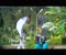 Maanyi Gamugongo Klip ng Video