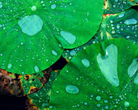 Lily In Water