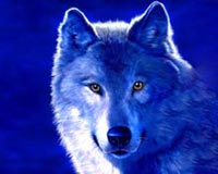 3D Fantasy Wolf
