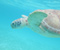 Snorkeling With Sea Turtles