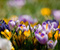 Yellow And Purple Spring Flowers