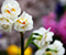 Flowers White Blurred Background