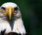 The Bald Eagle White Head Bird Of Prew