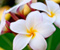 Goodlooking Pictures Of Hawaii Flowers