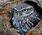 Hollow Tree Trunk Bird Owl