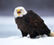 African Big Eagle In Snowy Weather