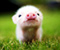 Cute Baby Pig Looking At You