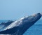 Big Whales Salute