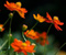 Orange Cosmos Flowers