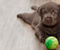 Labrador Puppy I Ball