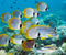 Beautiful Yellow And White Fishes