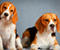 Cute Beagles Looking At You