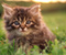 Sweet Kitty On Grass