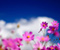 Clouds Flowers Cosmos
