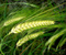Green Wheat Plants