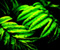 Wet Gren Leaves Ferns Plants Dew Nature
