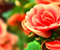 Beauty Romantic Flowers Rose