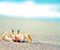 Sea Sand Crab