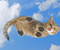 Flying Pussy Cat