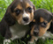 2 słodkie szczeniaki Beagle