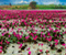 Tailand Lotus Lake