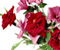 Flowers Herbs Roses