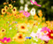 Colorful Flowers New
