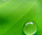 Green Nature Plants Water Drops