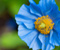 Blue Flowers 01