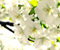 White Flowers 05