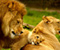 Королевская семья Львы
