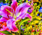 Culori de primavara roz Lily flori