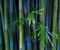 Bambusz növény