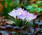 Crocus Vernus Flower Time Lapse