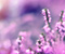 Lacvender Flowers