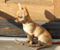 Chihuahua Sun Dog