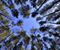 Trees Sky View From Below