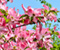 Pink Dogwood Flowers Spring