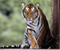 Nature Animals Tiger Big Cats