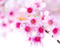 Virágok Cherry Blossom Pink Sakura