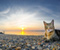 Sea Stones Cat