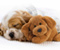 Cute Puppy Śpiąca Dog wypchane zabawki Zwierzęta