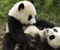 Panda Siblings Play Each Other