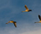 Sky Geese Birds