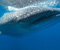 Whale Shark Underwater