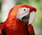 Red Parrot The Bird
