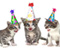 Kitten Celebrate Birthday