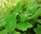 Colocasia Greenery Nature Field