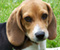 Beagle Sweetness Puppy